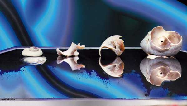 Mom's shells image