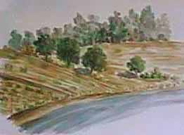 fields