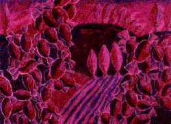 Blackcurrant Land
