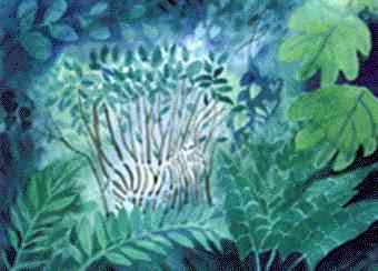 zebra