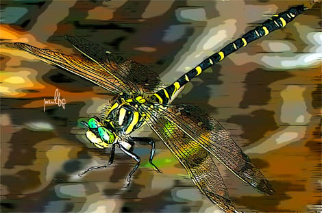 Dragonfly: good or bad omen?