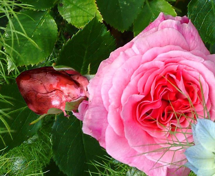 Heart in bud