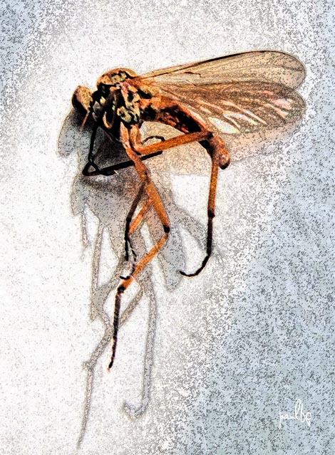 fly